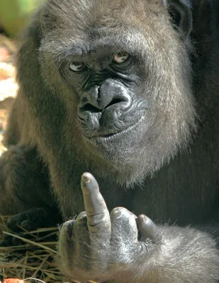 Gorilla giving you the finger